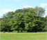 trees in park